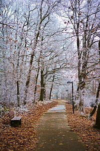 Vinter, Park, hoarfrost, trær, avkjølt, estetisk, vinterlig