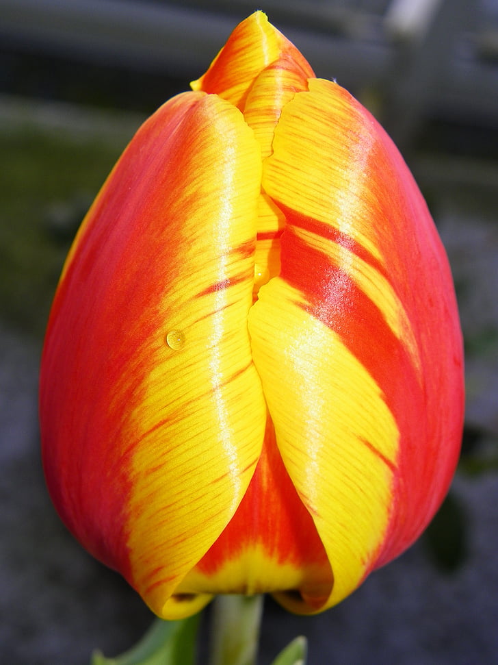 Tulip, punane tulip, õie