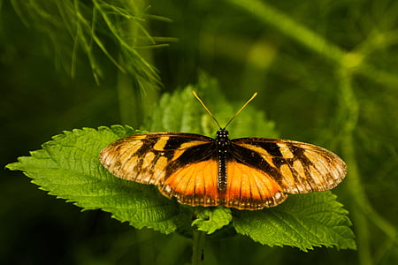 Mariposa, Insecto, Naturaleza, Žal, Bicho, hojas, Bosque