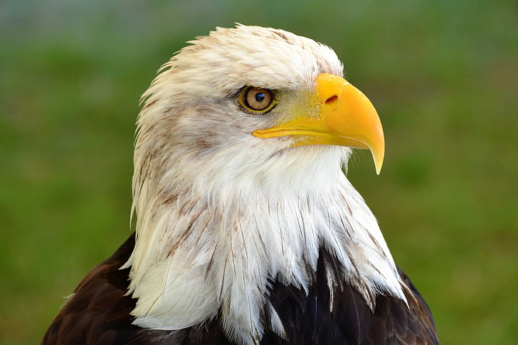 Adler, Příroda, Raptor, Bill, Bald eagles, portrét, státní znak ptáka