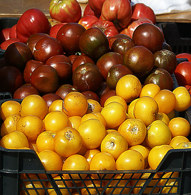 tomatid, põllumajandus, kasvatamine, loodus, toidu, terve, näitus