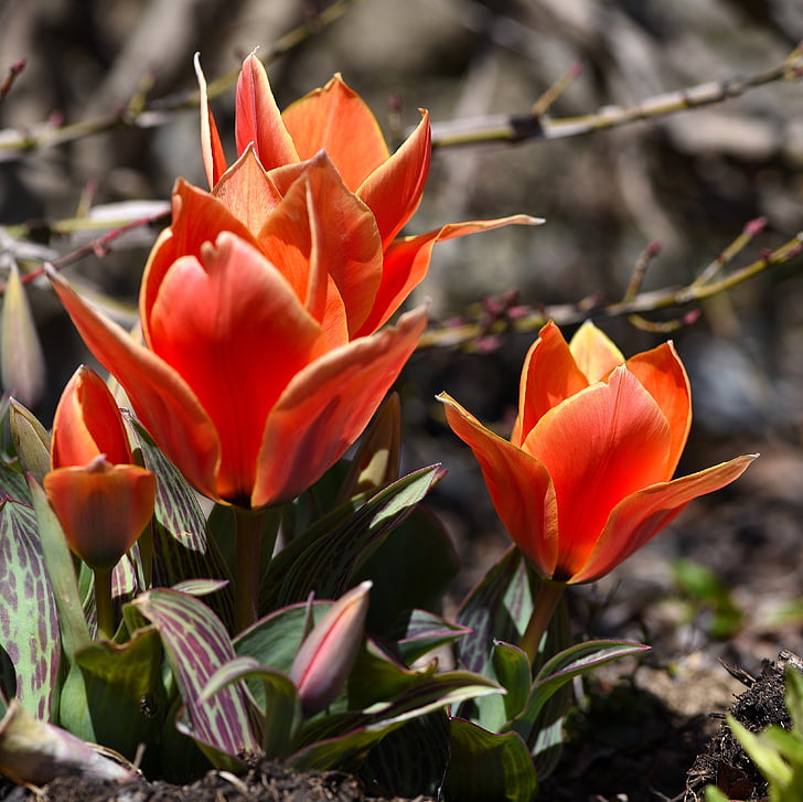 tulipes, fleurs, orange, rouge, bloomer précoce, fleurs de printemps, jardin