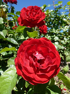 Bush, cvet, Rose, rdeča, blizu