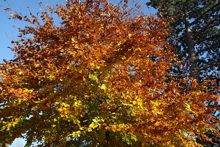 syksyllä, lehdet, Syksyn lehdet, Luonto, väri, keltainen, puu