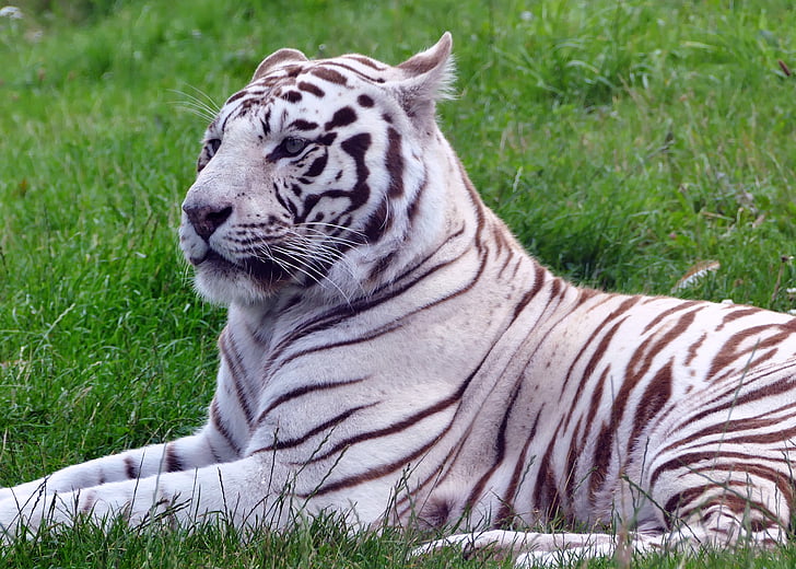 cat, tiger, white, animal, nature, wild, wildlife