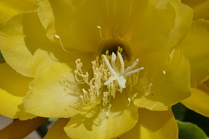 Lilie, Anlage, Blume, Makro, Blüte, Bloom, Pollen