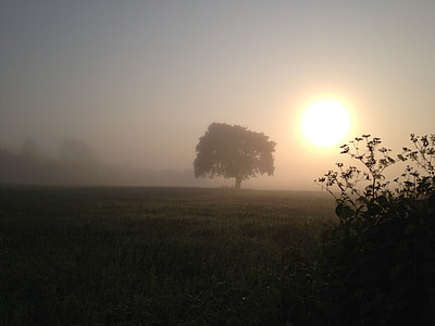 morning sun, fog, nature, mood, foggy, sunrise, morning mist
