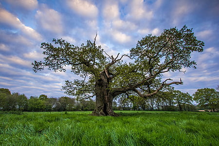 boom, groen, lente, natuur, het platteland, Engeland, Cloud - sky