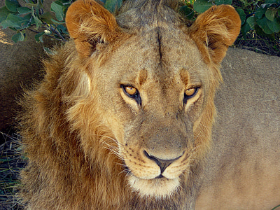 Lauva, savvaļā, savvaļas dzīvnieki, lielais kaķis, vadītājs, portrets, kaķa