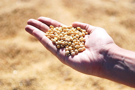soia, mano, Agro, vendemmia, semi, legumi da granella