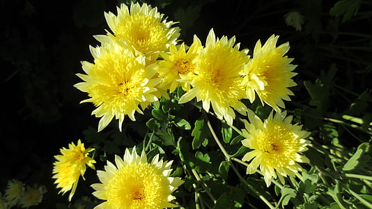 Mama, cvijet, žuta, krizantema, cvatnje, jesen, priroda