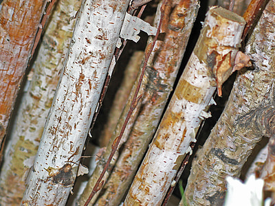 Birch cabang, Birch, pohon, alam, kulit, hutan, kayu