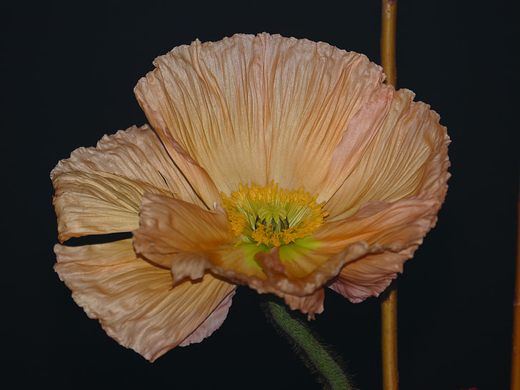 Anemone, Blüte, Bloom, Staubfäden, Krone-anemone, Rosa, Blume