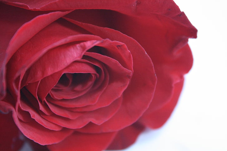 Rosa, vermell, flor, Rosa - flor, natura, pètal, close-up