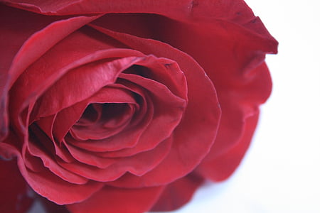 rose, red, flower, rose - Flower, nature, petal, close-up