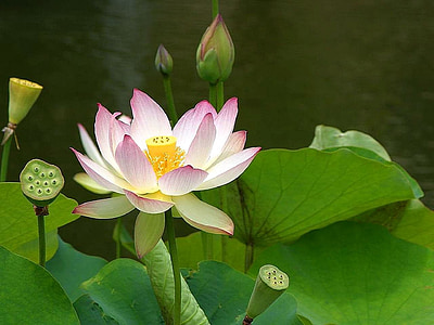Lotus, Blüte, Anlage, Blume, Natur, Bloom, Blütenblatt
