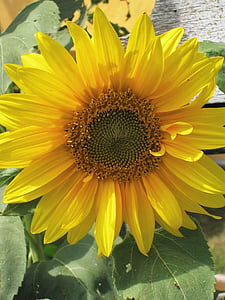 Sun flower, Hoa của mùa hè, màu vàng tươi sáng, Hoa, Blossom, nở hoa, thực vật