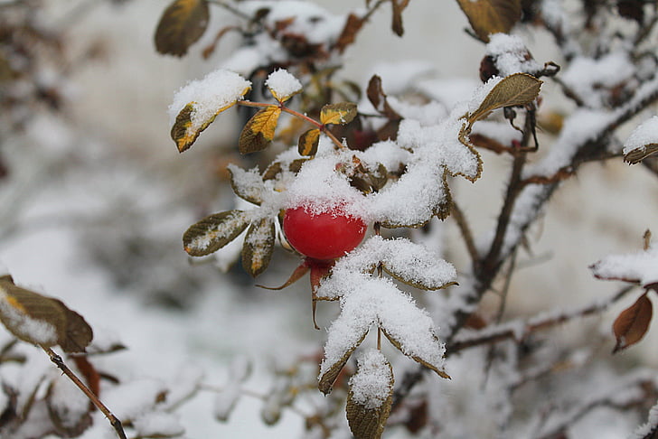 Rose hip, první sníh, červené bobule