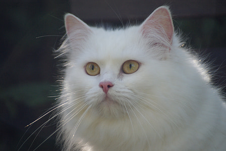 kočka, bílá kočka, německý dlouhosrstý kocour, polodlouhosrstá kočka