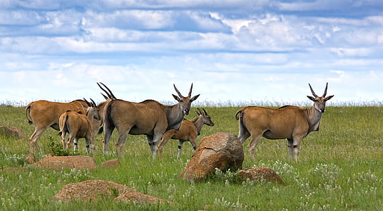 eland, Antílop, mascle, animal, vida silvestre, Àfrica, pastures