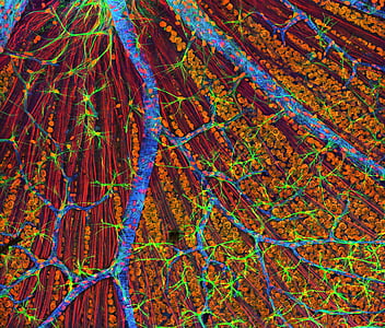 cells, electron microscope, macro, stained, mouse retina, fiber optic layer, abstract