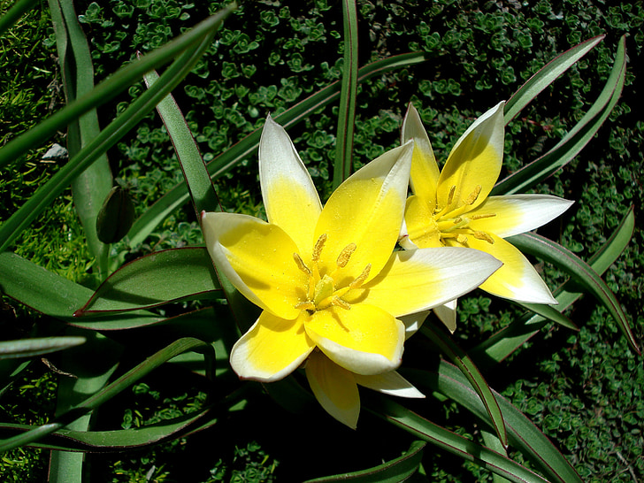 Tulip, vårblomst, gul blomst, blomst, Flora, blomster, natur