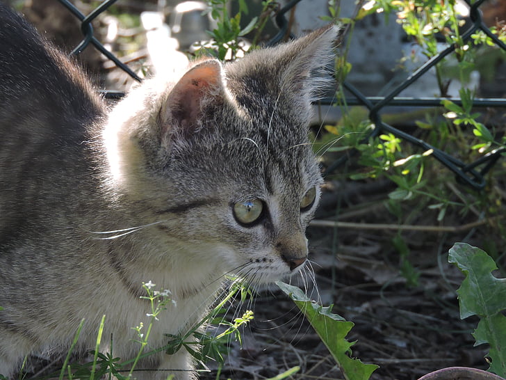 kitten, cat, animal, cub