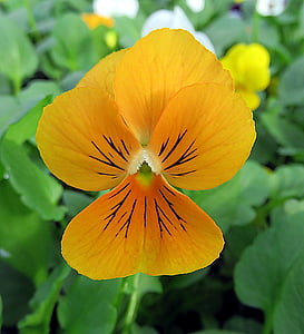 biljka, cvijet, razmišljanja, Viola, žuta, makronaredbe, jesen