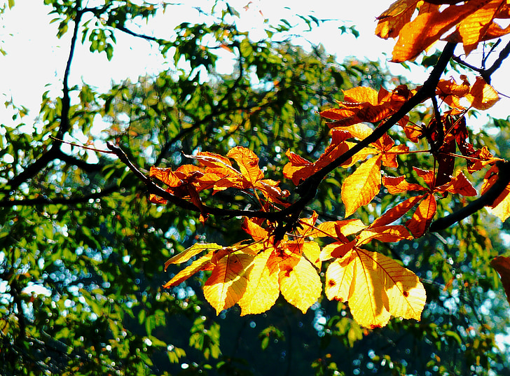 Esdoornblad, beuken bladeren, gekleurde bladeren, vers gedaald, Herfstbladeren, herfst, Bladeren
