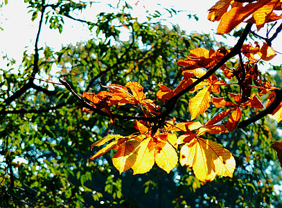 φύλλο σφενδάμου, φύλλα οξιάς, χρωματιστά φύλλα, φρέσκο πέσει, πτώση των φύλλων, το φθινόπωρο, φύλλα