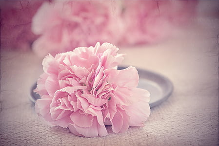 flower, carnation, pink, blossom, bloom, petals, pink flower