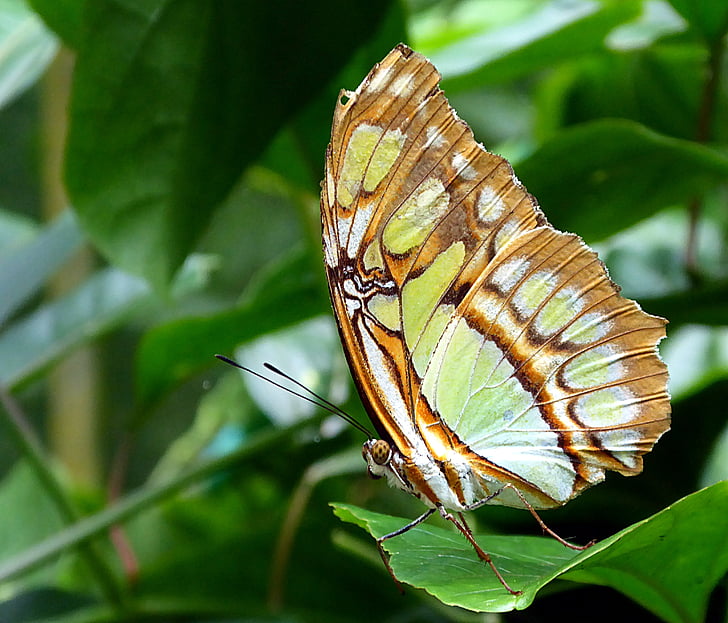 pillangó, Lepidoptera, Costa Rica, állat, zöld, rovar, egy állat