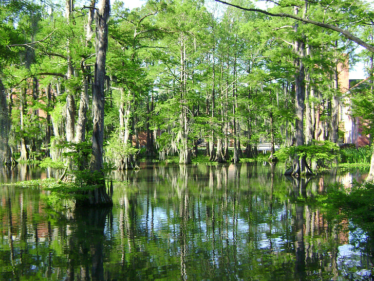 myr, Cypress lake, vann, landskapet, Louisiana, USA, myr