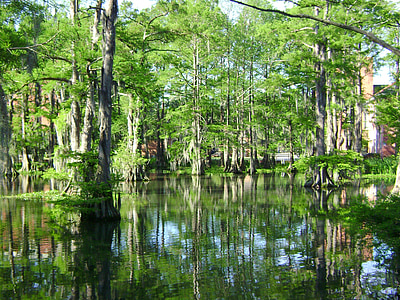 mocsár, Cypress-tó, víz, táj, Louisiana, Amerikai Egyesült Államok, Marsh