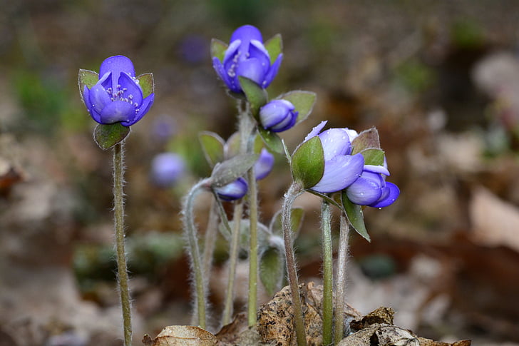 hepatica, blue, spring, close, plant, blue flower, wild flower