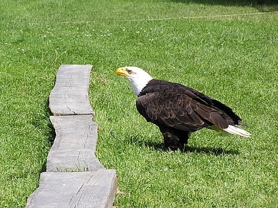 Bald eagles, Adler, Wildlife park, Poing, belo repo orel