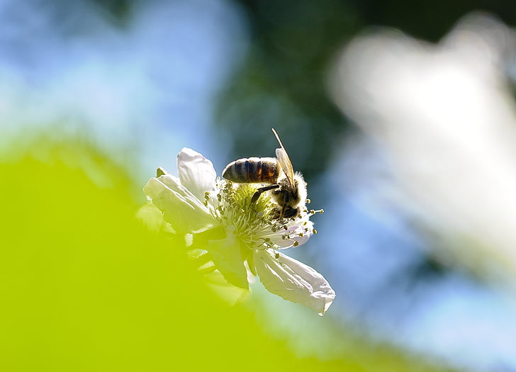 μέλισσα, άνθος, άνθιση, Πασπαλίζουμε, έντομο, βατόμουρο, Κλείστε