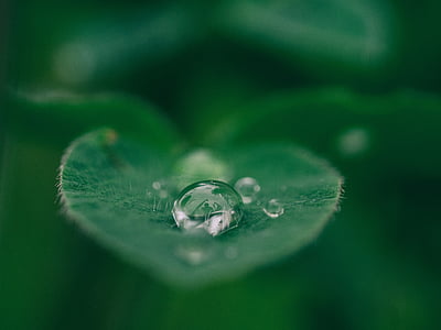 green, leaf, plant, nature, wet, rain, water