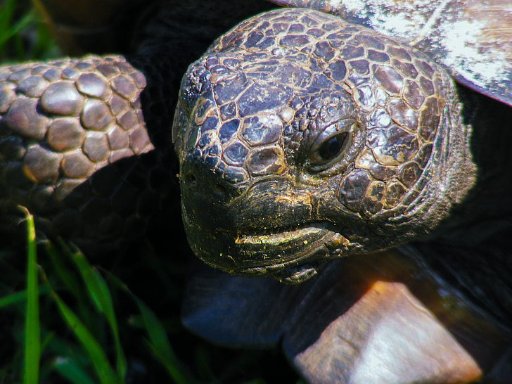 Gopher tortoise, Gopherus polyphemus, bruņurupucis, lēni, sauszemes bruņrupucis, bruņurupuču, pārmeklēšanas