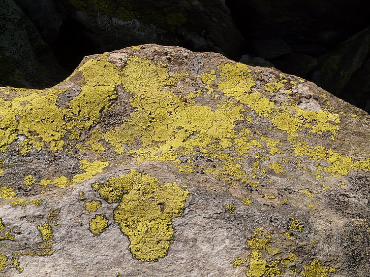 stone, lichen, fouling, plant, yellow green, nature, backgrounds