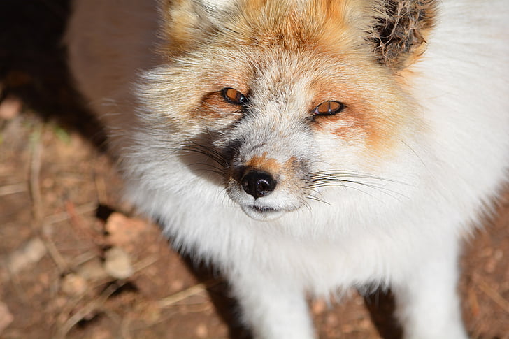white, fox, outdoors, red clay, eyes