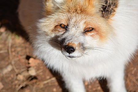 trắng, Fox, hoạt động ngoài trời, đất sét màu đỏ, đôi mắt