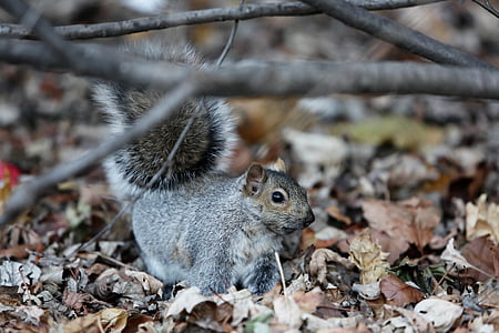 animal, foliage, forest, squirrel, rodent, nature, wildlife
