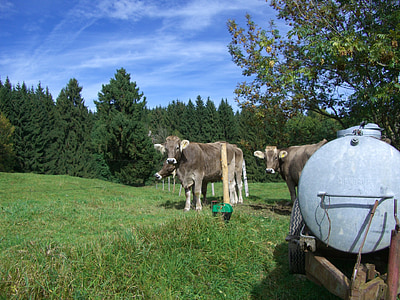 tehén, fiatal szarvasmarha, marhahús, víztartály, legelő, erdő, rét