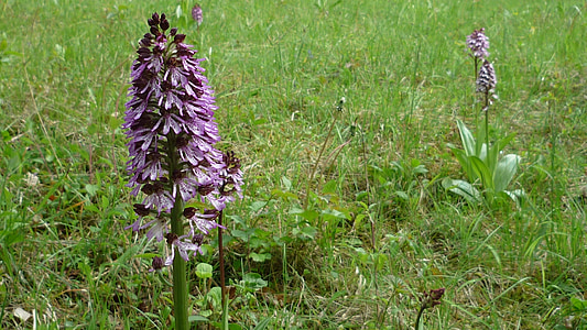 purpura orhideja, vācu orhideju, pļavas, kalna, aizsargāti