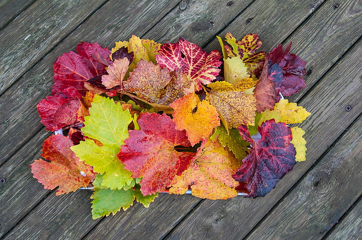 jesień, Spadek liści, Złota Jesień, liści jesienią, czerwony, żółty, pozostawia
