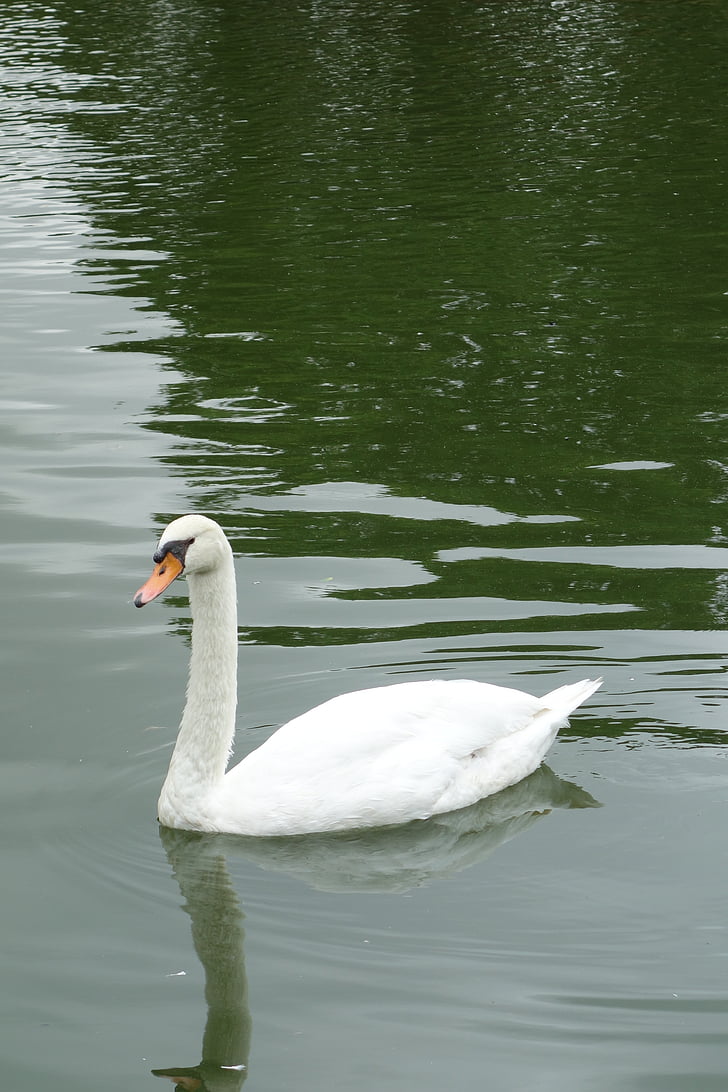 Swan, Parcul, São paulo