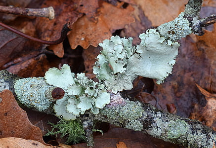 lichens sur sol forestier, lichens assortis, poilue, sol forestier, Forest, bois, nature