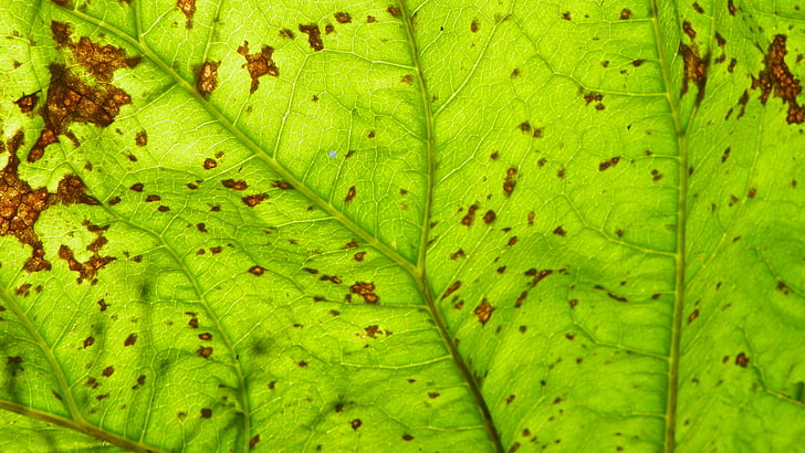 Leaf detail, lehestik, roheline, rohelised lehed