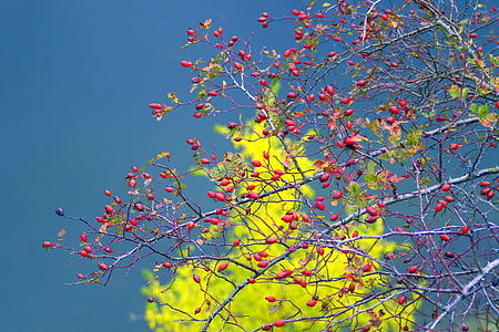 Wild rose, Bush, musim gugur, merah, latar belakang, air, kuning